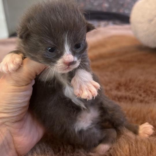 chaton Sibérien blue bicolor Blur Chatterie du ZenÉmoi blue bicolor