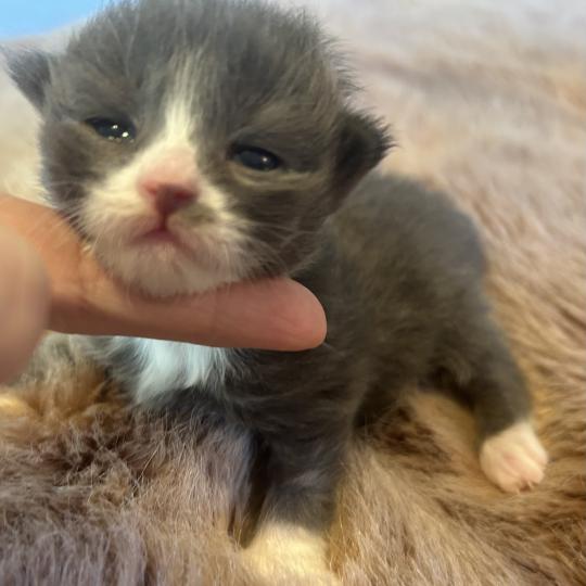 chaton Sibérien blue bicolor Blur Chatterie du ZenÉmoi blue bicolor