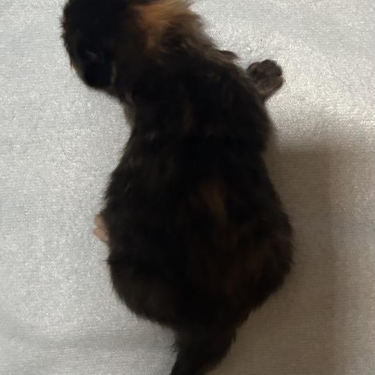 chaton Sibérien black tortie Bonnie Chatterie du ZenÉmoi black tortie 