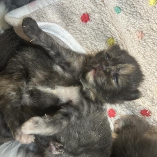 chaton Sibérien black tortie Bonnie Chatterie du ZenÉmoi black tortie 