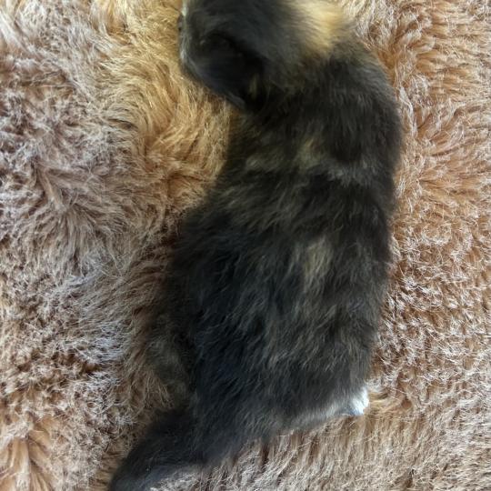 chaton Sibérien black tortie Bonnie Chatterie du ZenÉmoi black tortie 