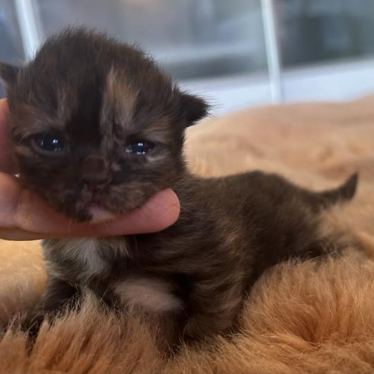 chaton Sibérien black tortie Bonnie Chatterie du ZenÉmoi black tortie 