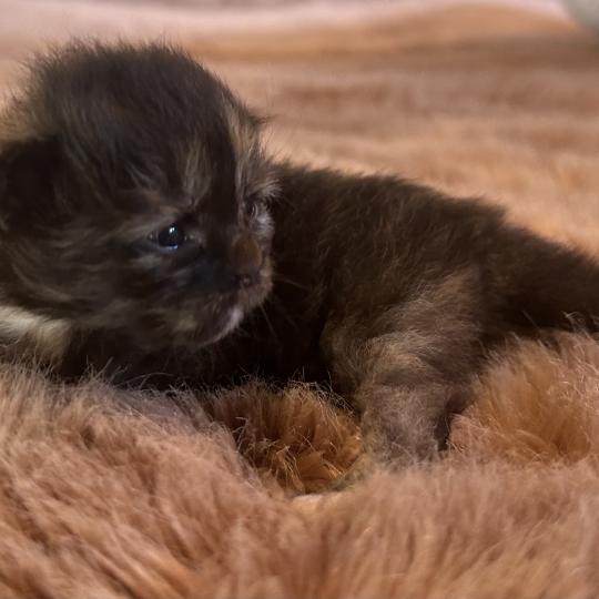 chaton Sibérien black tortie Bonnie Chatterie du ZenÉmoi black tortie 