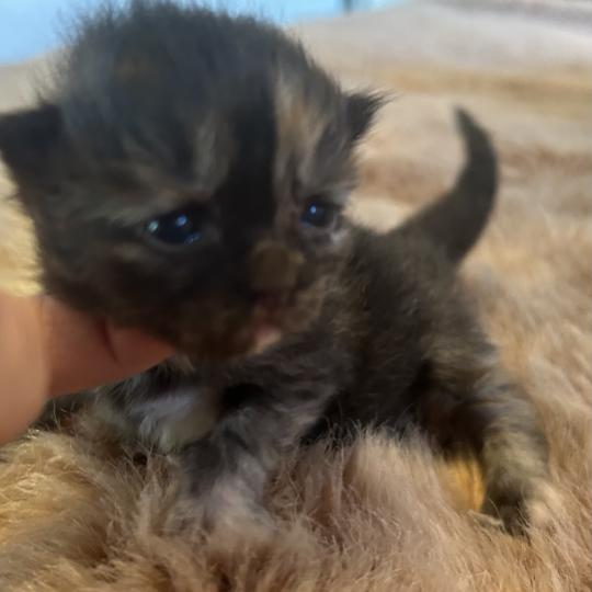 chaton Sibérien black tortie Bonnie Chatterie du ZenÉmoi black tortie 