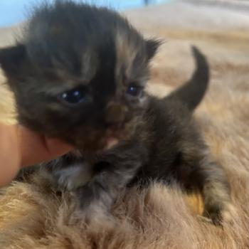 Bonnie ZenÉmoi Femelle Sibérien