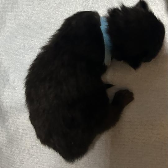 chaton Sibérien black Bowie Chatterie du ZenÉmoi black 