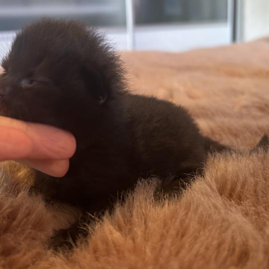 chaton Sibérien black Bowie Chatterie du ZenÉmoi black 