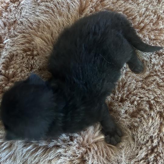 chaton Sibérien black Bowie Chatterie du ZenÉmoi black 