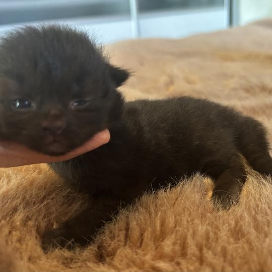 chaton Sibérien black Bowie Chatterie du ZenÉmoi black 