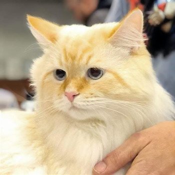 Upertothesnow du ZenEmoi ZenÉmoi Mâle Sibérien