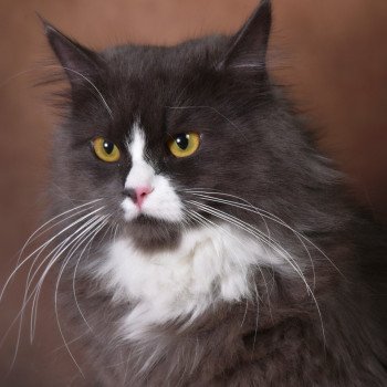 Uptothemoon Des Ailes d’Éros Femelle Sibérien