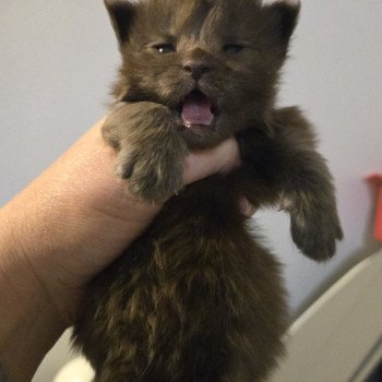 Amour Mâle Maine coon