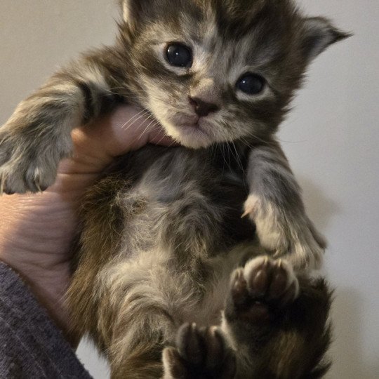 Aladin Mâle Maine coon