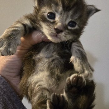 Aladin Mâle Maine coon