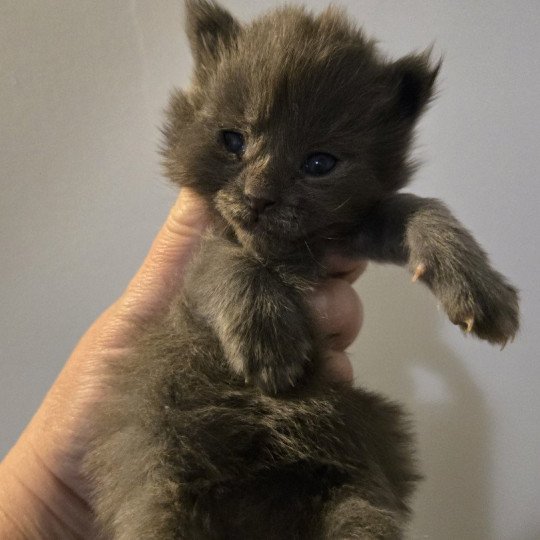 Atila Femelle Maine coon