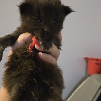 Azur Mâle Maine coon