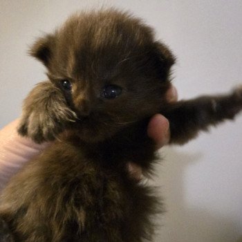 Azalée Femelle Maine coon
