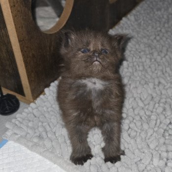 Azalée Femelle Maine coon