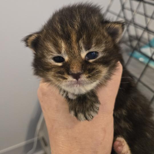 Bianca Femelle Maine coon