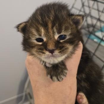 Bianca Femelle Maine coon