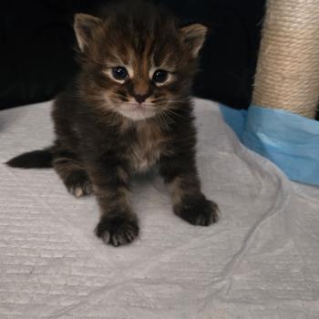 Bianca Femelle Maine coon