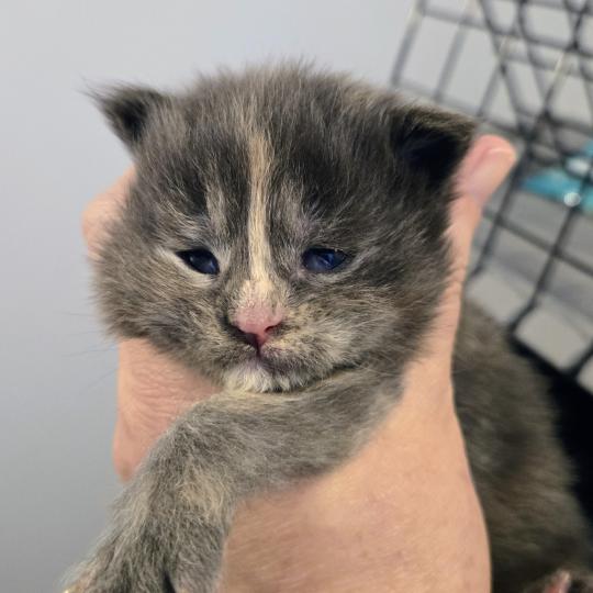 Bonnie Femelle Maine coon