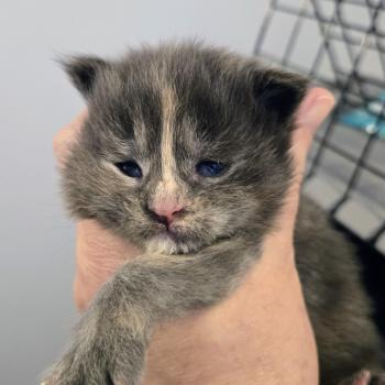 Bonnie Femelle Maine coon
