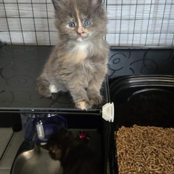 Bianca Femelle Maine coon