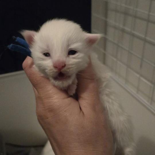 Bounty Mâle Maine coon