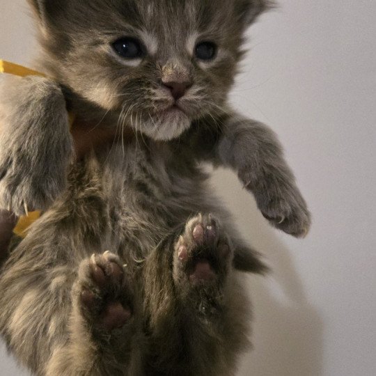 Atlas Mâle Maine coon