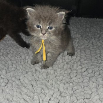 Atlas Mâle Maine coon