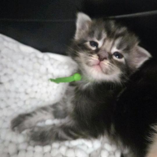 Baghera Mâle Maine coon