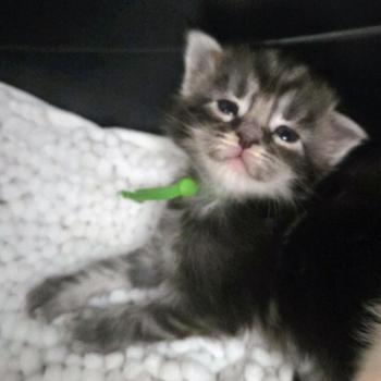 Baghera Mâle Maine coon