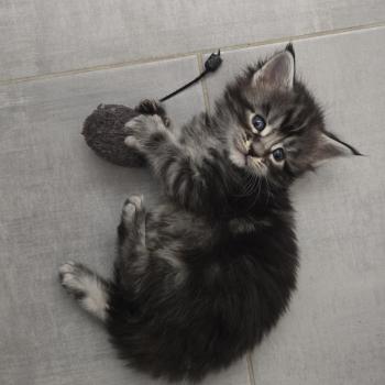 Baghera Mâle Maine coon