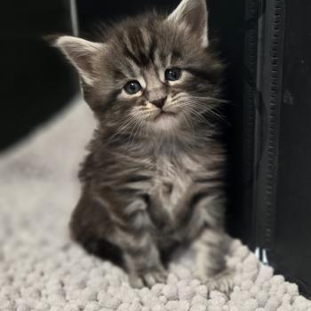 Bella Femelle Maine coon