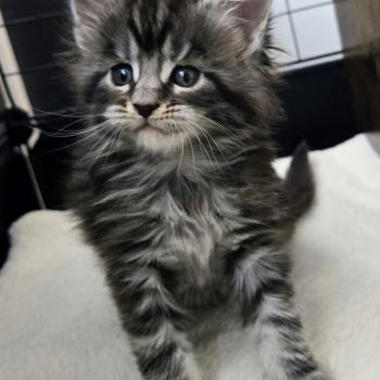 Bella Femelle Maine coon