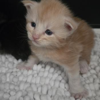 Baloo Mâle Maine coon