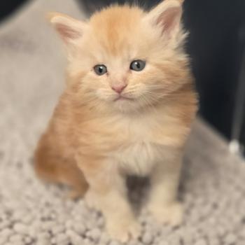 Baloo Mâle Maine coon