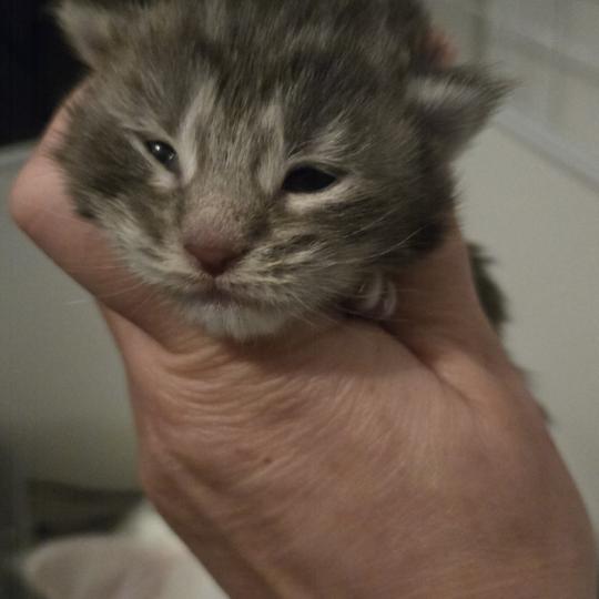 Bella Femelle Maine coon