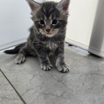 Bella Femelle Maine coon