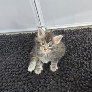 Bella Femelle Maine coon