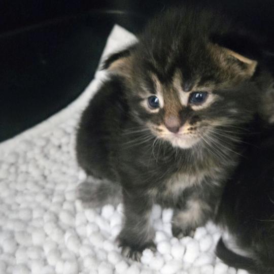 Browni Mâle Maine coon