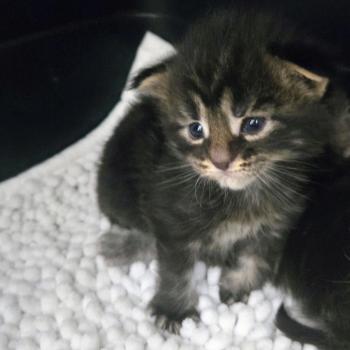 Browni Mâle Maine coon