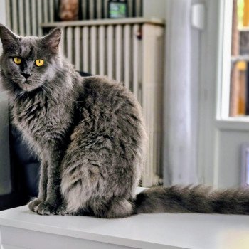 United Femelle Maine coon