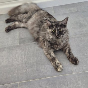 Zephira Femelle Maine coon