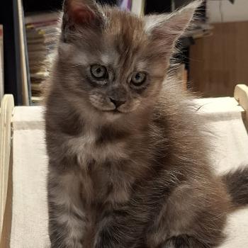 Bilbo Baggins Mâle Maine coon