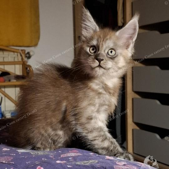 chaton Maine coon black smoke Bilbo Baggins Chatterie Pleiade Maine Coon black smoke 
