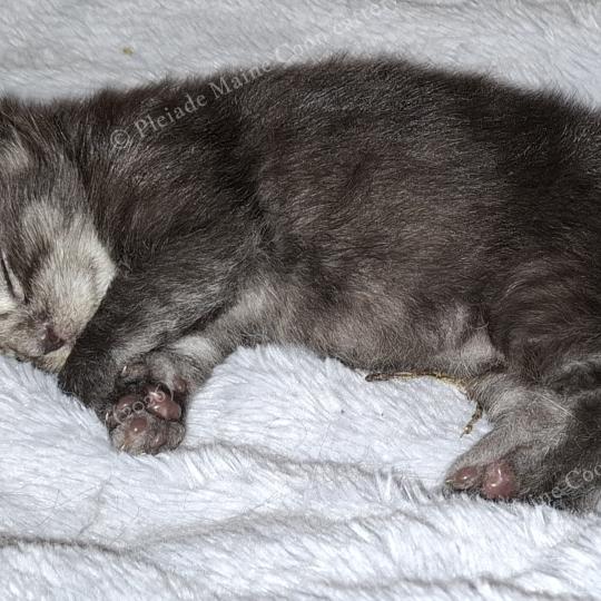 chaton Maine coon black smoke Bilbo Baggins Chatterie Pleiade Maine Coon black smoke 