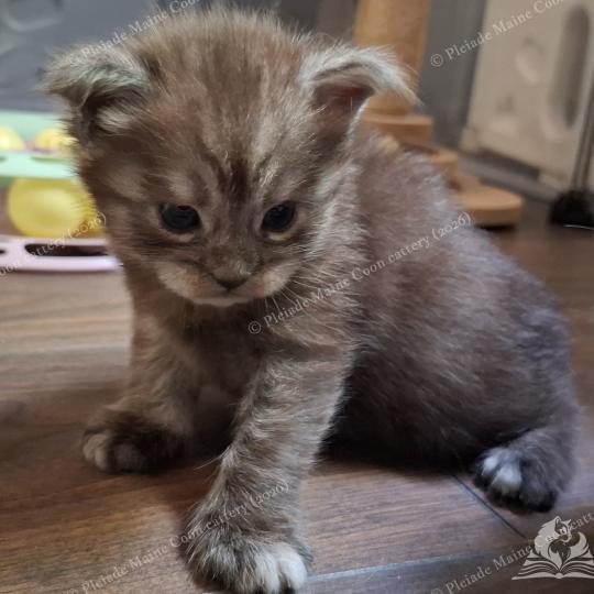 chaton Maine coon black smoke Bilbo Baggins Chatterie Pleiade Maine Coon black smoke 