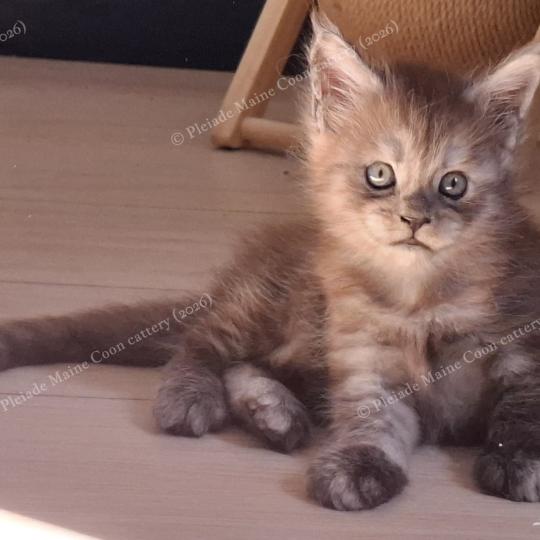 chaton Maine coon black smoke Bilbo Baggins Chatterie Pleiade Maine Coon black smoke 